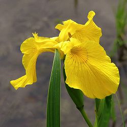 アヤメ：黄花3.5号ポット