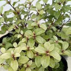 ピットスポルム：エルフィン5号鉢植え