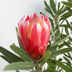プロテア：フロステッドファイヤー　7号鉢植え