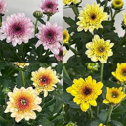 （わけあり特価）ガーデンマム・ジェリーフィッシュ 花色ミックス　5号鉢植え