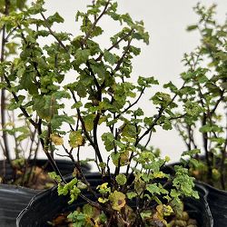 シモツケ：縮葉シモツケ3号ポット