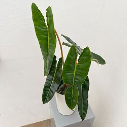 フィロデンドロン：ビレッティア　 6号鉢植え