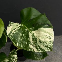 [ザ・ファームセレクト]モンステラ：ペッサム　斑入り　7号25-01