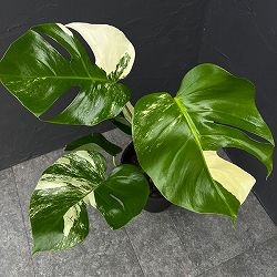 [ザ・ファームセレクト]モンステラ：ペッサム　斑入り　7号25-02