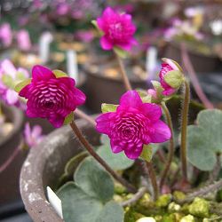 雪割草変わり咲：千重咲赤系2.5号ポット