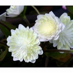 雪割草変わり咲：千重咲白系2.5号ポット