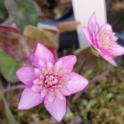 雪割草変わり咲：千重咲桃系2.5号ポット
