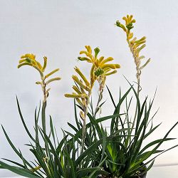 カンガルーポー（アゴニスサントス）イエロー系　4号鉢植え