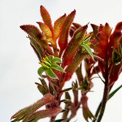 カンガルーポー（アゴニスサントス）オレンジ系　4号鉢植え