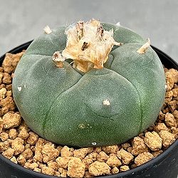 サボテン：ロフォフォラ　鳥羽玉　3号鉢植え