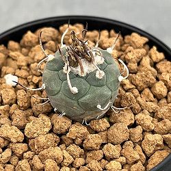 ツルビニカルプス：ポラスキー（烏丸）　3号鉢植え