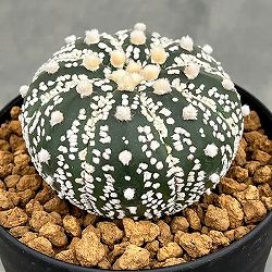 アストロフィツム：スーパー兜（かぶと）3号鉢植え
