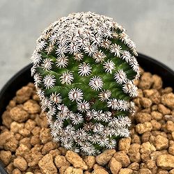 マミラリア：エルナンデシー3号鉢植え