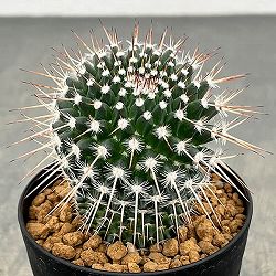 マミラリア：アザラシ　3号鉢植え
