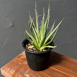 アガベ：ムルチフィリフェラ　スターシャイン　3号鉢植え