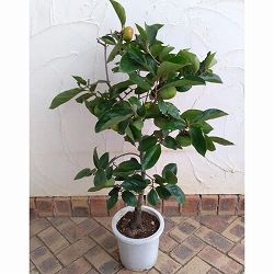 カキ（柿）：太秋（たいしゅう）8号鉢植え[実付き株]