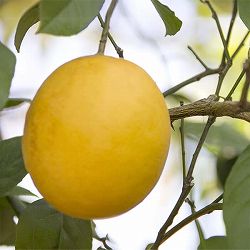 レモン：サイパンレモン 4号鉢植え[実付き]
