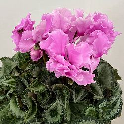 シクラメン：あげは　ライトローズ5号鉢植え