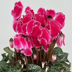 シクラメン：シルバーエッジ　ワインレッドフリル5号鉢植え