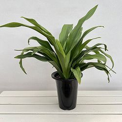 オモト（万年青）：有田5.5号鉢植え