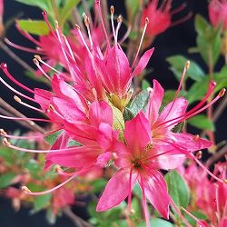 ツツジ：紅長寿（ベニチョウジュ） 根巻き樹高40～50cm