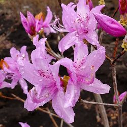 ツツジ：ハヤトミツバツツジ樹高40～50cm根巻き