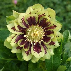 クリスマスローズ：ベルギー育種　ダブルグリーン4.5号ポット