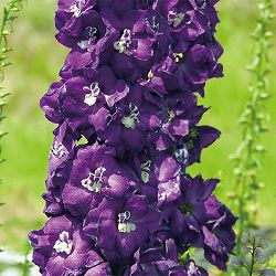 デルフィニウム：パープルパッション3.5号ポット