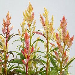 セロシア（ケイトウ）：コリー　キメラ3.5号ポット 6株セット