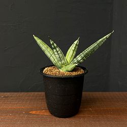 サンセベリア：ファットマン　3号鉢植え