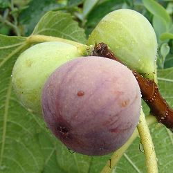イチジク：日本種（早生日本種/蓬莱柿・ほうらいし)6号鉢植え
