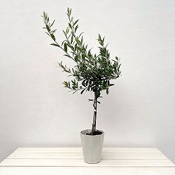 オリーブ：ブランケッタ スタンダード仕立て4.5号ポット