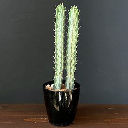 ユーフォルビア：氷河(ヒョウガ)　3号鉢植え