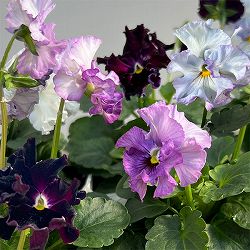 パンジー：フェデネージュ　モネブルー3号ロングポット