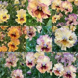 パンジー：フェデネージュ　モネ　積みわら3号ロングポット