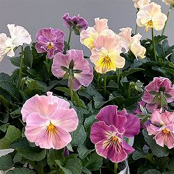 ビオラ（フリル咲き）：パステルフリル桜貝3-3.5号ポット