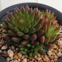 ツメレンゲ3.5号ポット[10月頃開花　爪蓮華・白く長い花穂を立ち上げる人気の多肉植物]