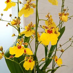 オンシジウム：アロハイワナガ3本立ち6号鉢植え*