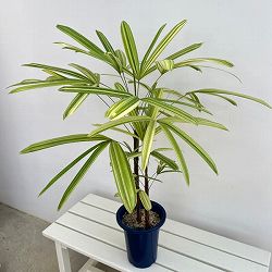 カンノンチク：栄山錦（エイザンニシキ）　6号鉢植え