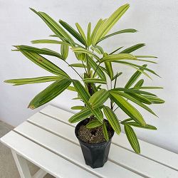 カンノンチク：瑞晃錦（ズイコウニシキ）　5号鉢植え