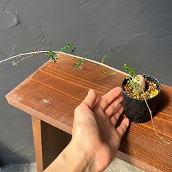 オペルクリカリア：デカリー （実生株）　2.5号鉢植え25-01