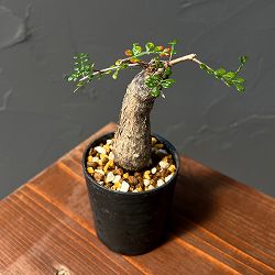 オペルクリカリア：デカリー （実生株）　2.5号鉢植え25-02