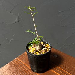 オペルクリカリア：デカリー （実生株）　2.5号鉢植え25-03