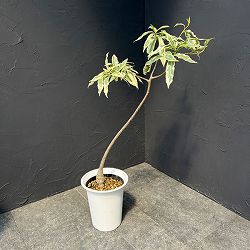 [ザ・ファームセレクト]バオバブ：アダンソニア ザー　バリエガータ（斑入り）6号鉢植え