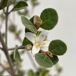 [ザ・ファームセレクト]コーレア（クリスマスベル）：アルバ　5号鉢植え