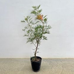 グレビレア：ココナッツアイス　5号鉢植え