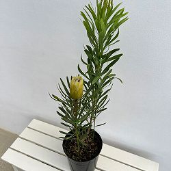 プロテア：ハニーグロー　7号鉢植え