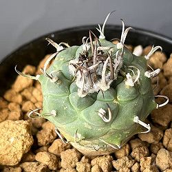 ツルビニカルプス：sp　2.5号鉢植え