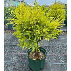 メラレウカ（メラウニカ）：レボリューションゴールド8号鉢植え