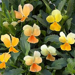 見元園芸さんのビオラ：タンジェリーナジョリーププ3-3.5号ポット